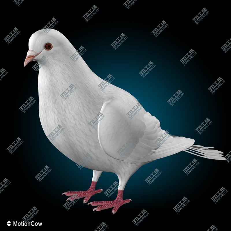 images/goods_img/202104022/Dove  Folded Wings/4.jpg